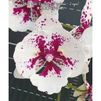 mikiブーゲンビリア Орхидея Phal. Miki Dancer 63 big lip бабочка - купить, доставка